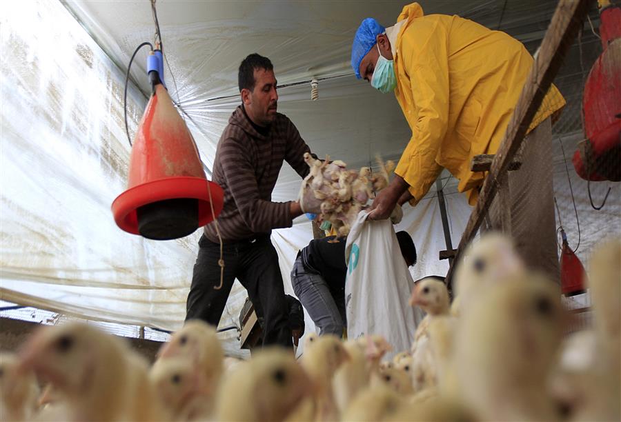 إنفلونزا الطيور يقضي على ضحية مصرية ثامنة