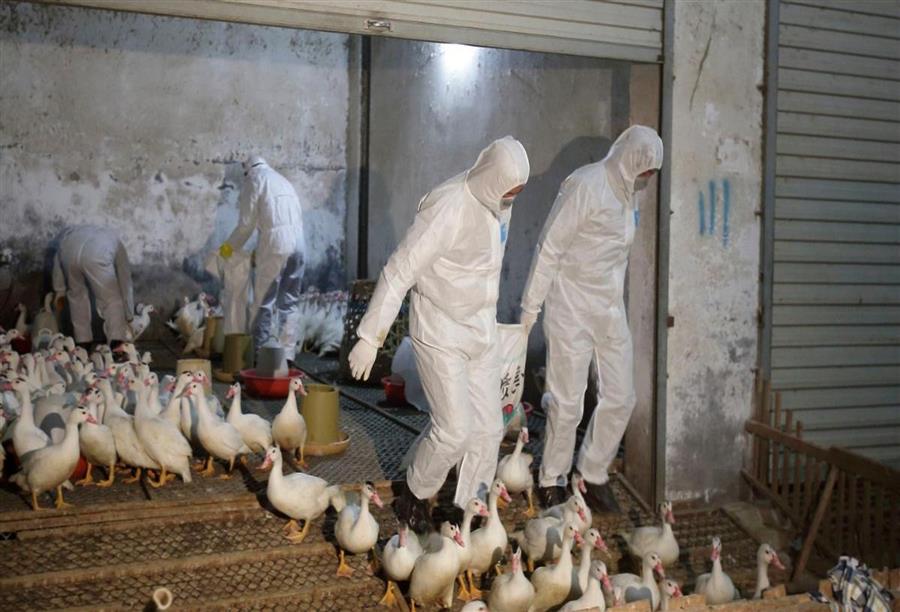 مصر تعلن وفاة الحالة 13 وإصابة جديدة بأنفلونزا الطيور