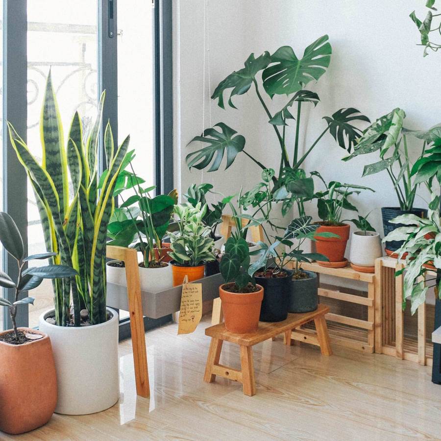 أفضل النباتات التي يمكن زراعتها داخل المنزل