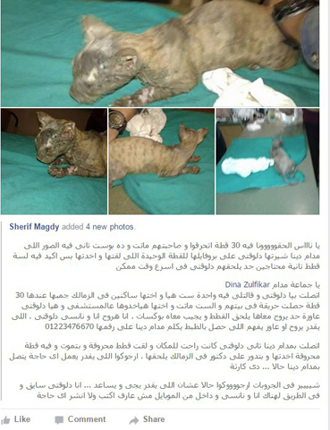قطط أخت خالد ابو النجا تتسبب فى موتها محترقة