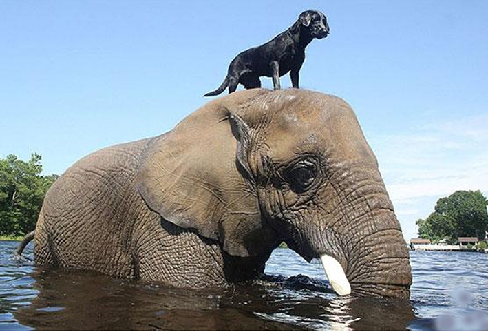 بالصور .. حيوانات مختلفة تقع في الحب مع بعضها البعض!