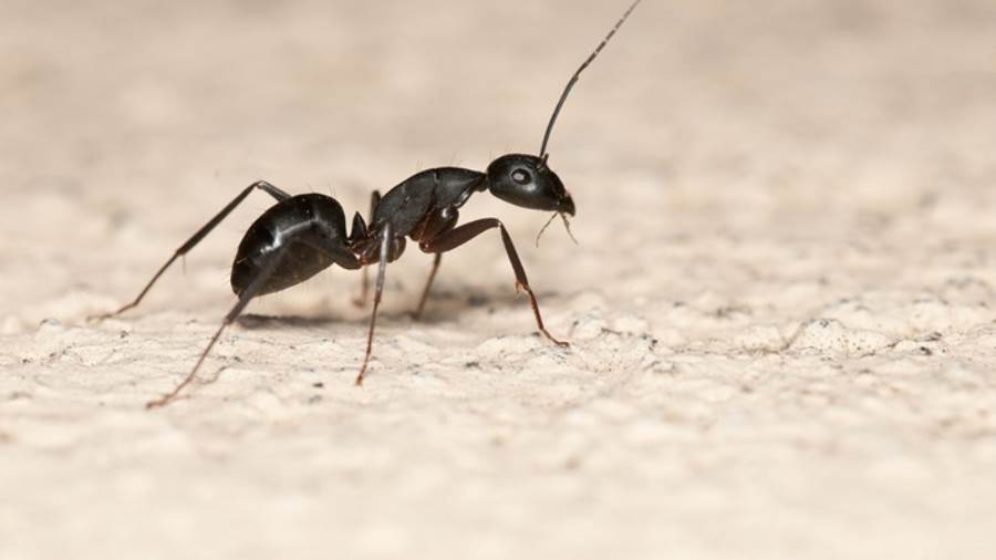 3 طرق مجربة لطرد الصراصير والنمل من المنزل