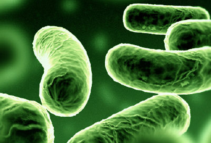 بكتيريا الأمعاء المفيدة لدى المواليد .. وأهم العوامل المؤثرة عليها