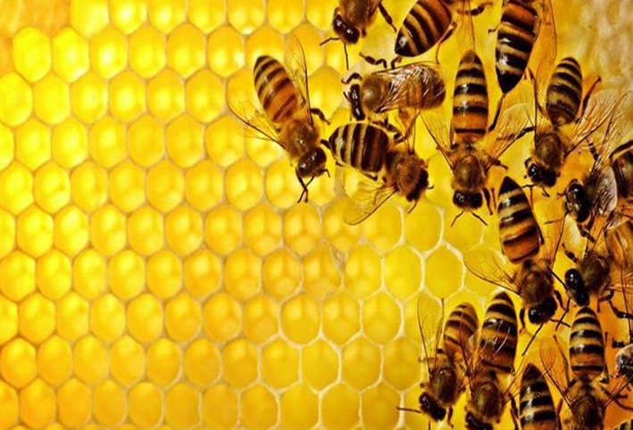 النحل يتسبب في سجن بستاني وتغريمه 20 ألف يورو