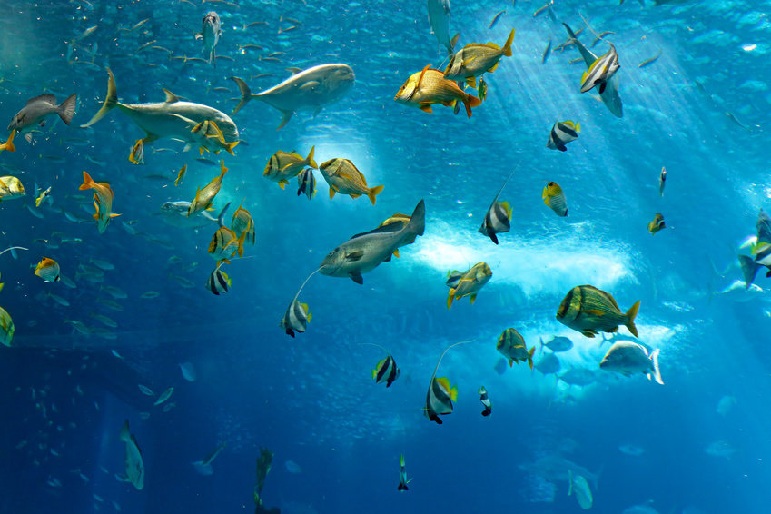 دراسة تحذر من إعادة الأسماك للمياه بعد اصطيادها