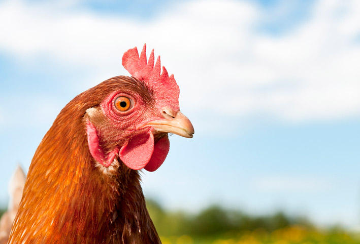 علماء يلجأون للدجاج بهدف منع ظهور وباء بشري مميت