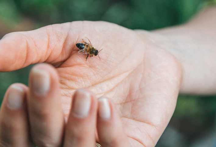 طرق منزلية بسيطة للقضاء على الألم والحكة للدغ النحل