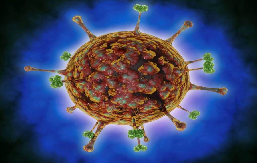 أستاذ علم مناعة يحذر من خطورة فيروس "نيباه"
