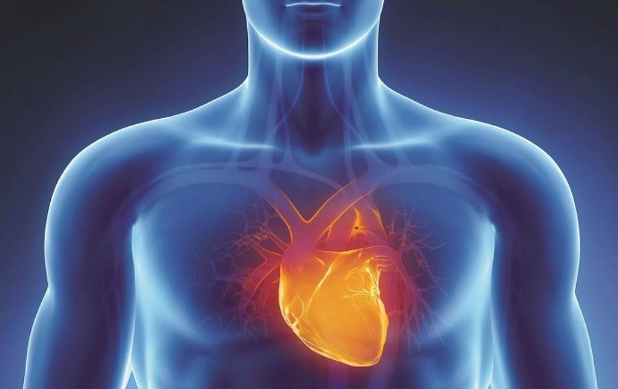 هل حساسية هرمون معين تجعلك أكثر عرضة للإصابة بأمراض القلب؟