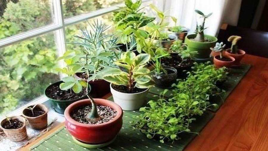 كيف تحافظين على نباتاتك المنزلية من الموت فى الحر؟