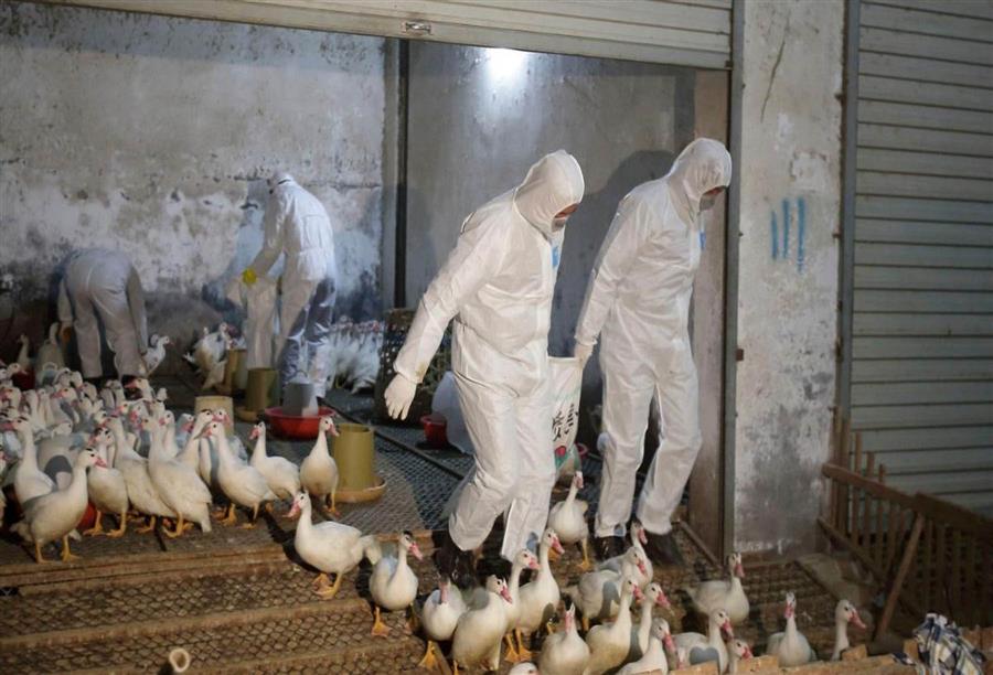 ظهور حالات لإنفلونزا الطيور بين الدواجن في عدة مناطق في مصر