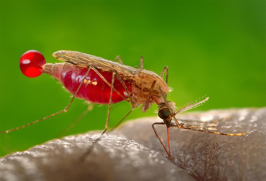 عقار جديد من الطب الشعبي الصيني .. ثورة في علاج مرض الملاريا