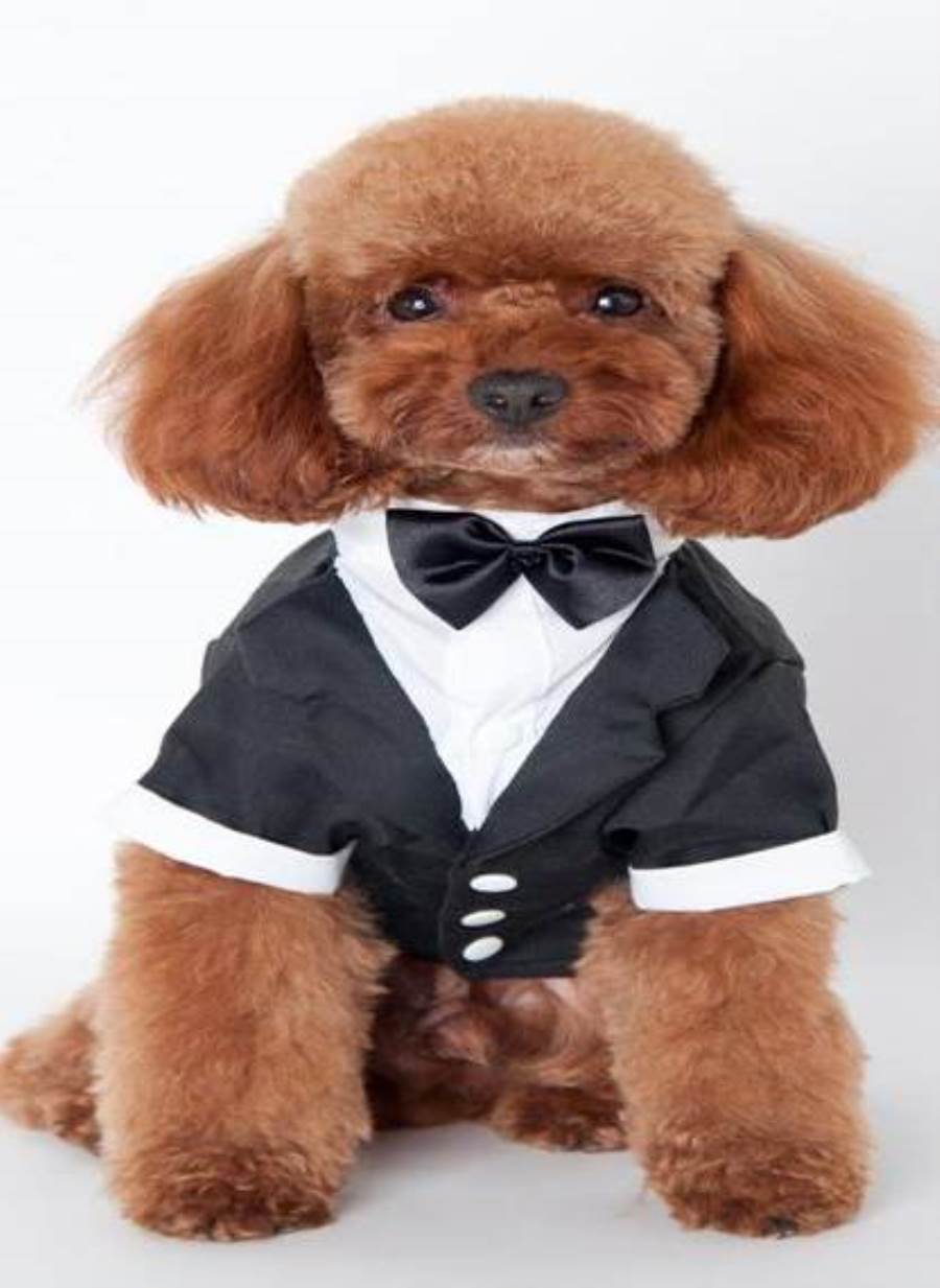 عروس تستبدل عريسها الهارب من حفل زفافها بكلب