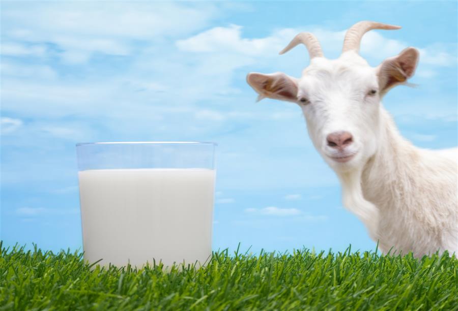دراسة اسبانية .. حليب الماعز يمتاز بفوائد صحية اكبر من حليب البقر