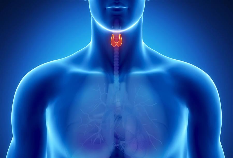 إنقاص الوزن بهرمون الغدة الدرقية .. مفعول سريع لكنه قصير الأمد