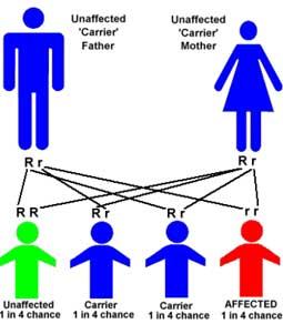 جينات الإنسان تعزز الصلات العائلية وتوارث بين الأجيال