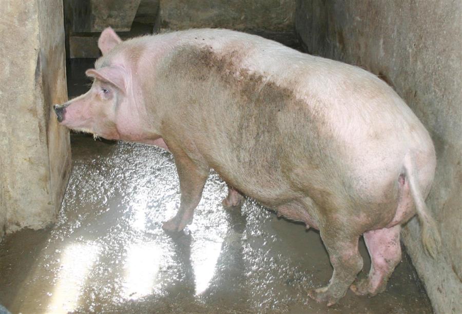 مائة الف اصابة جديدة بانفلونزا الخنازير خلال اسبوع في انجلترا