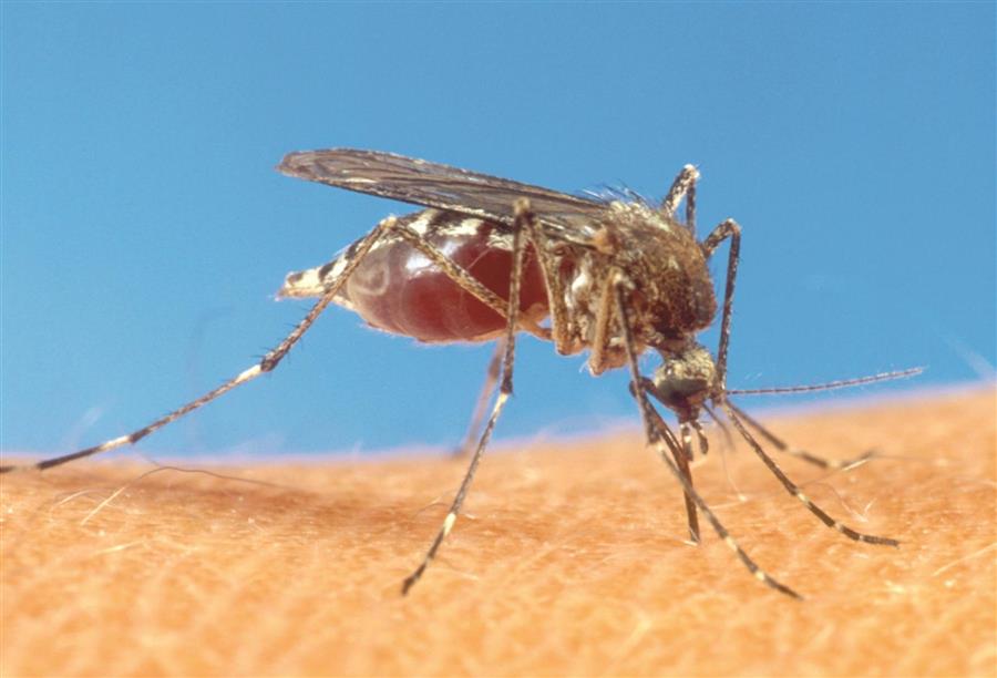 أكتشاف نوع جديد من الملاريا يهدد حياة الانسان