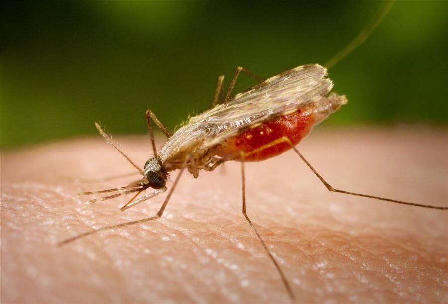 الدليل الكامل لتشخيص وعلاج مرض الملاريا