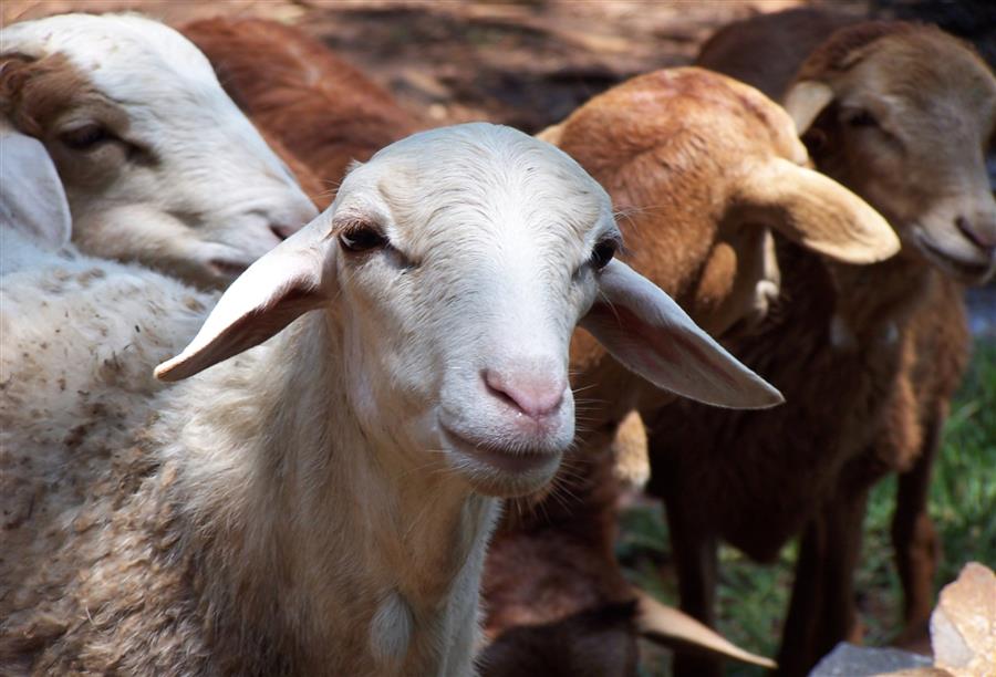 حمى الماعز واتهامات لكيسنجر والولايات المتحدة بالتحضير لارتكاب إبادة جماعية