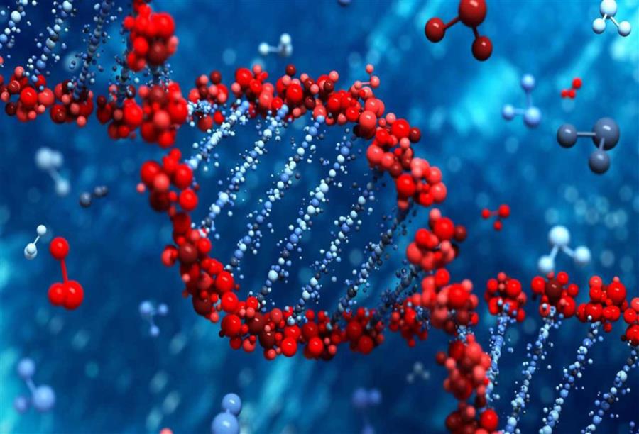 الخلايا العصبية تتواصل في ما بينها من خلال شبكة جينية
