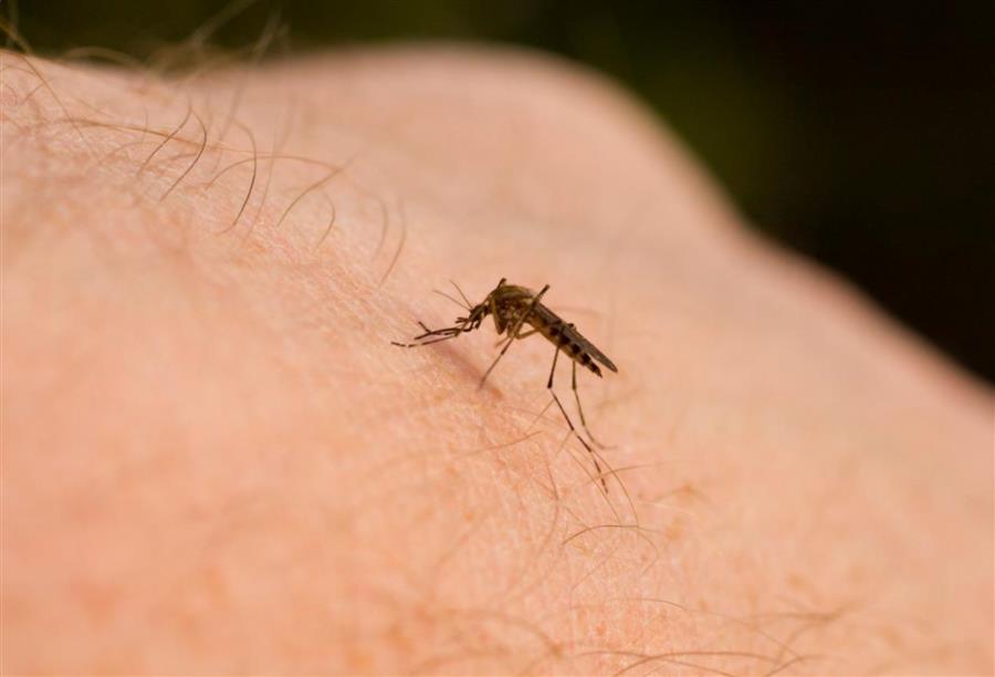 هل يقلل التغير المناخي من انتشار الملاريا؟