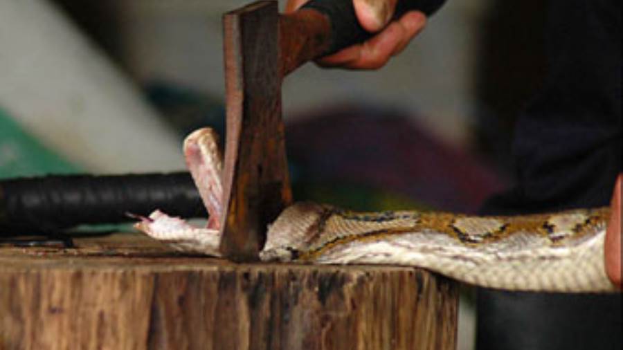 Naučite ubiti zmiju prije nego što ona ubije vas - Al-Jamal.net