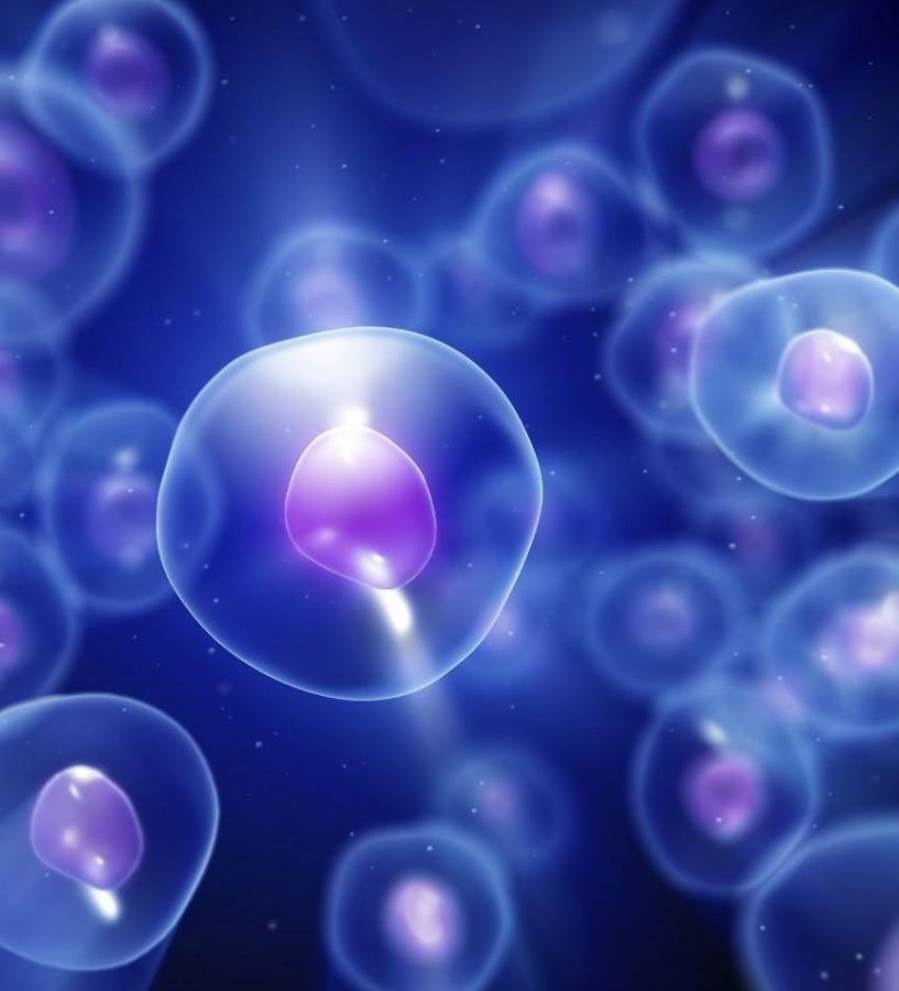ثورة علمية: انتاج خلايا جذعية عن طريق الاستنساخ 