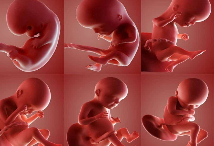 دراسة: ضعف نمو الجنين قد يدل على خطر الإجهاض 