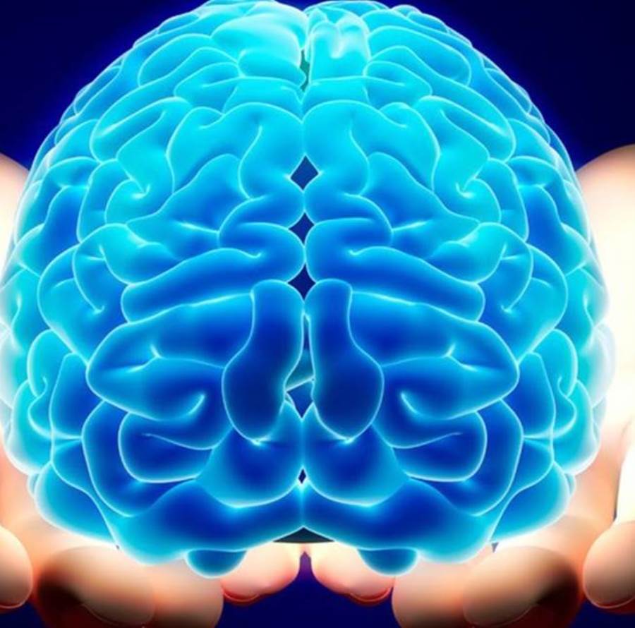 العلماء يدرسون تأثير مواد الكولين «Choline» على المخ