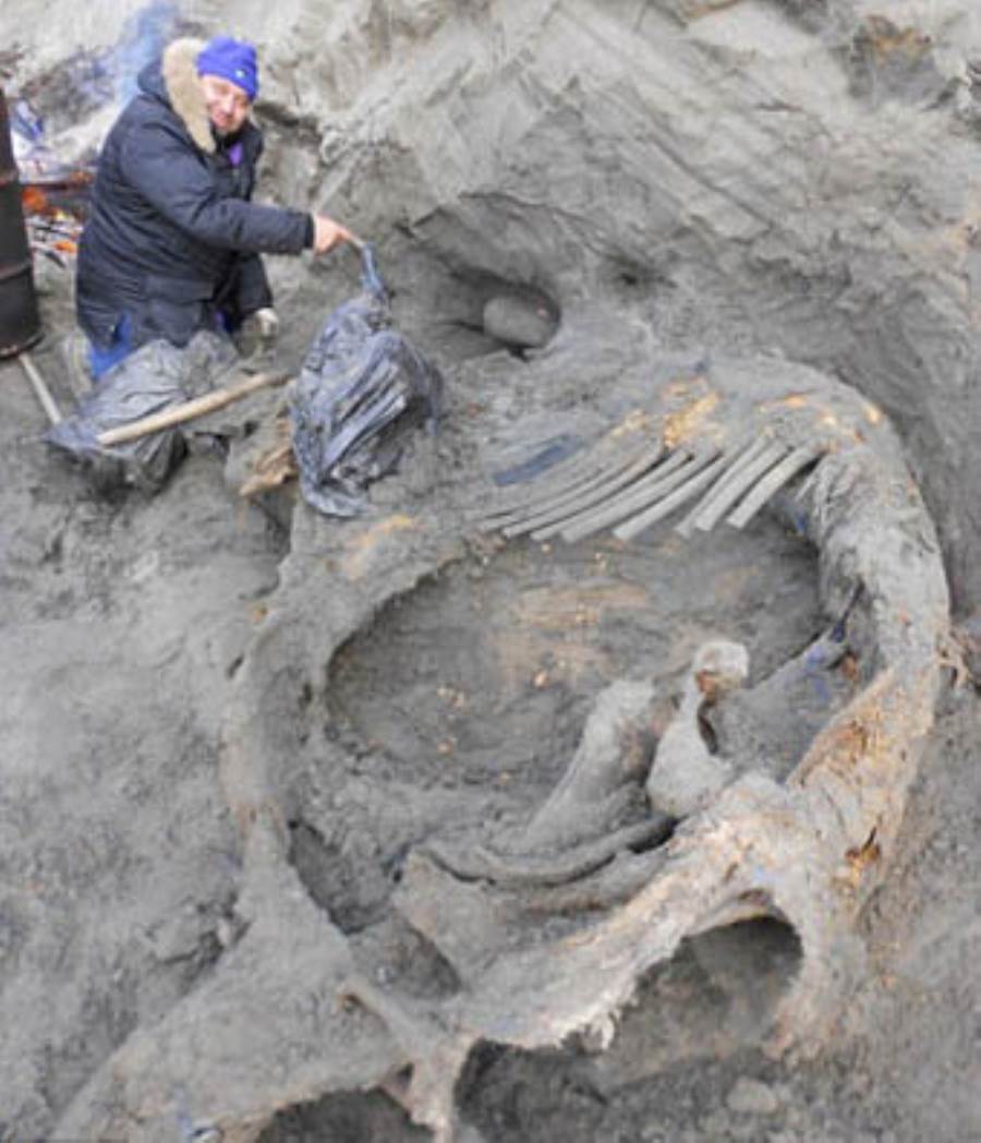  طفل روسى يكتشف هيكل "ماموث" عمره 30 ألف عام