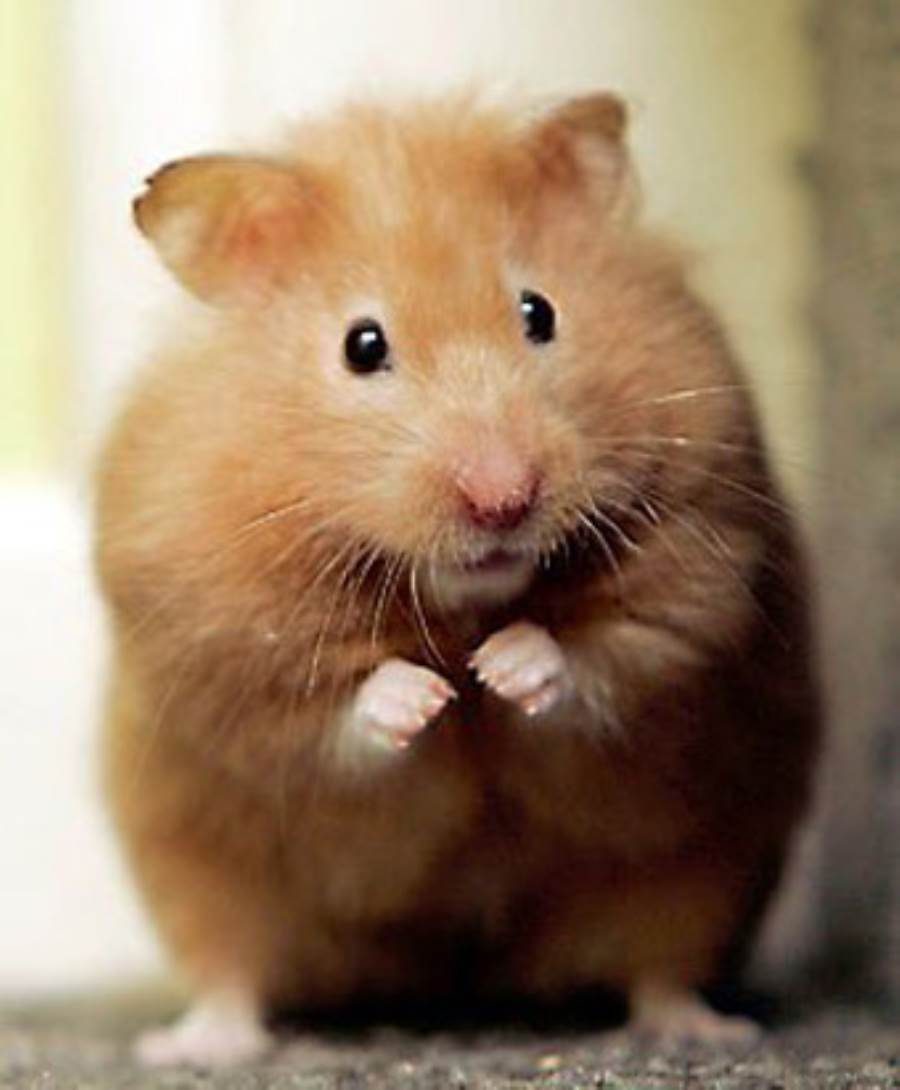 فئران معدلة وراثيا للكشف عن الألغام الأرضية