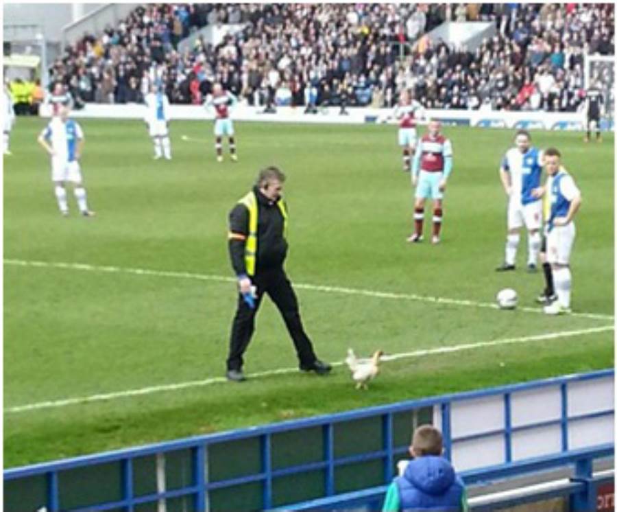  دجاجة تقتحم الملعب أثناء مبارة البطولة بين Blackburn Rovers و Burnley