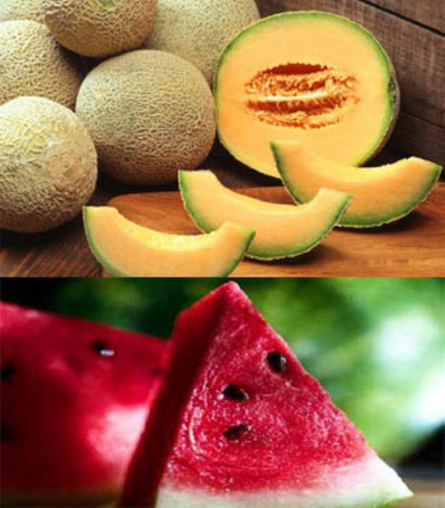 خبير تغذية : البطيخ والكنتالوب والخيار والخس تخفف الإحساس بحرارة الطقس