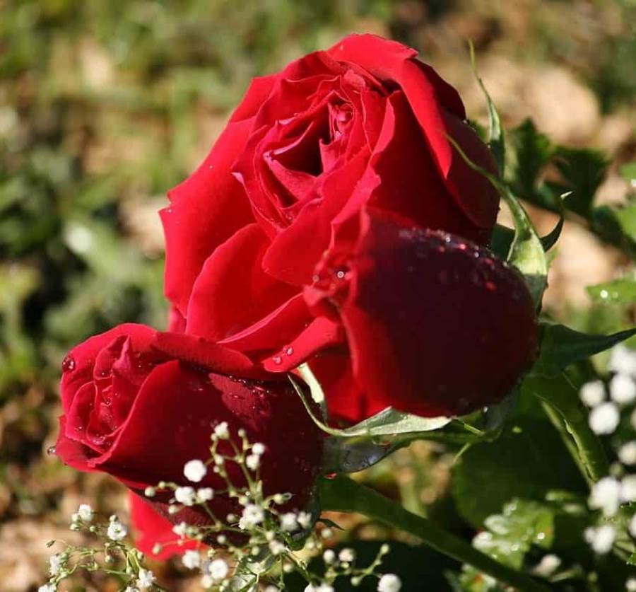 أسرار زراعة الورود والعناية بها