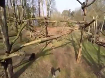  بالفيديو .. شمبانزي يسقط طائرة تجسس بـ"عصا"