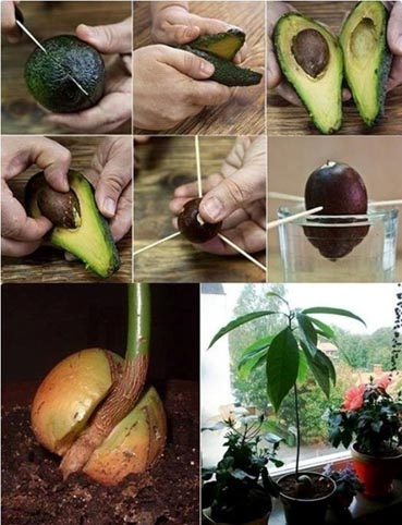  كيف تزرع فاكهة الأفوكادو داخل منزلك وبسهولة