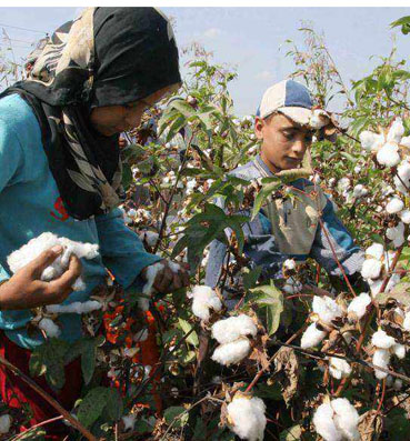  القطن يعالج الزهايمر