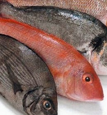الطريقة الصحية والسليمة في حفظ الأسماك في الفريزر