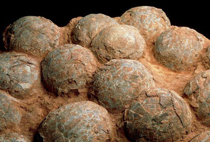 العثور على حفرية لثلاثين بيضة لديناصور ترجع إلى 190 مليون عام