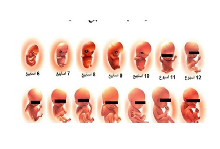 التاسع من الحمل الاسبوع الأسبوع ٣٩