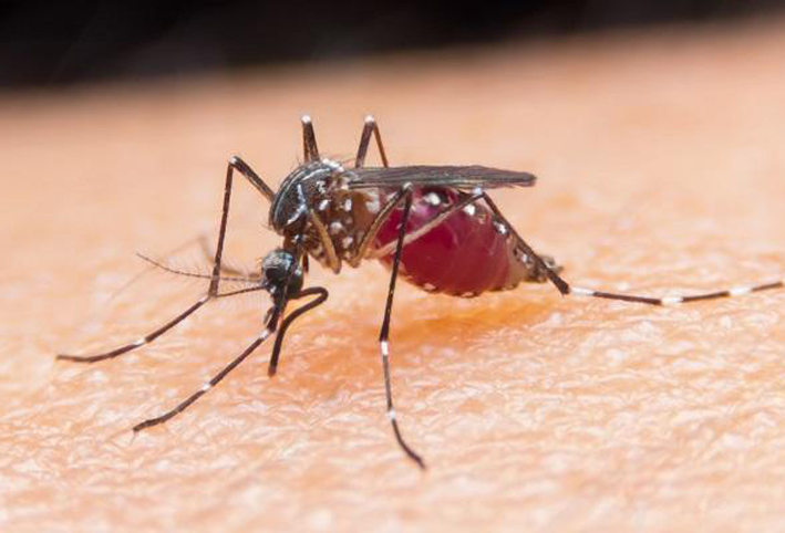 ملاوى تجرب لقاحا جديدا لمكافحة الملاريا