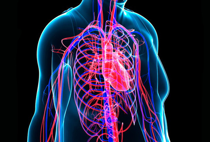 كيف نحافظ على الأوعية الدموية بحالة جيدة؟