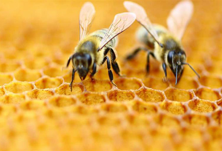 كيف يساعد النحل على مكافحة ارتفاع ضغط الدم؟