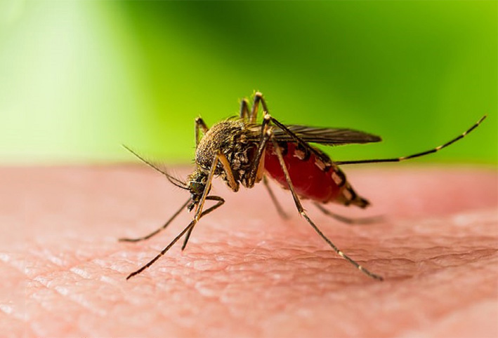 انتشار فيروس كورونا عن طريق البعوض شائعة ام حقيقة؟