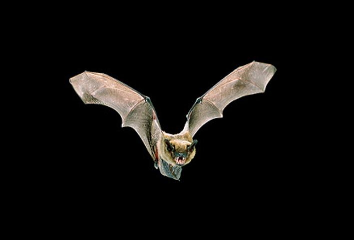 الخفافيش تؤوى 6 أنواع جديدة من فيروسات كورونا .. إليكِ التفاصيل