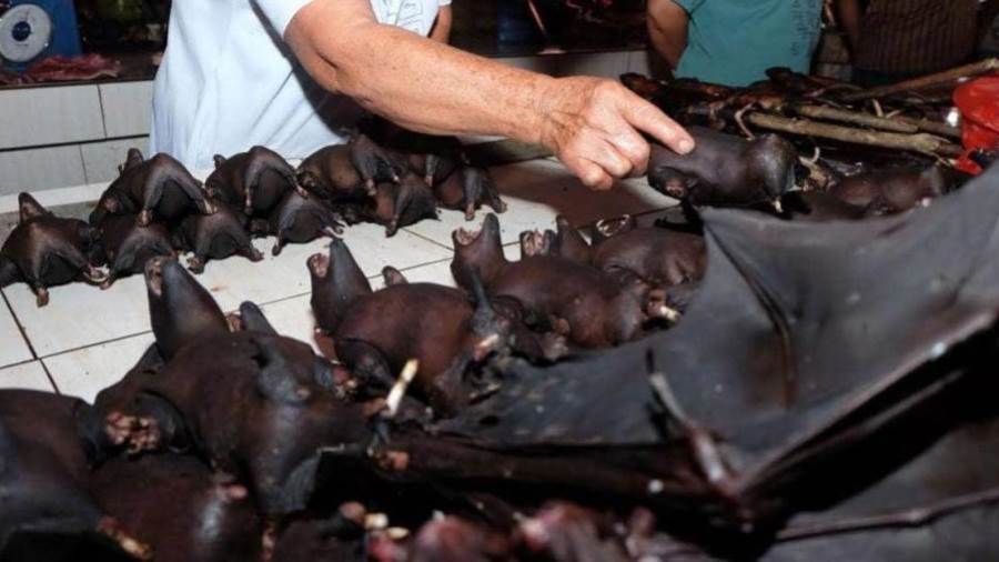 بعد كورونا ..  انتشار بيع الخفافيش في سوق إندونيسي