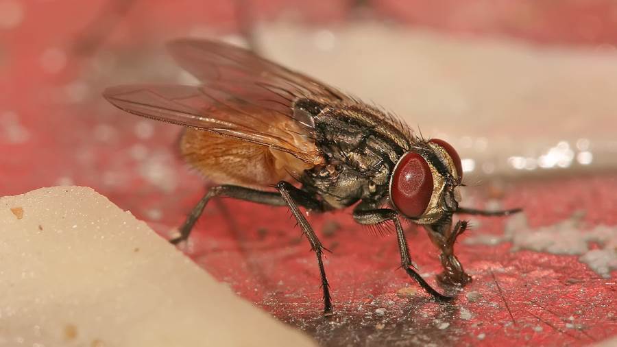 التخلص من الذباب فى المنزل