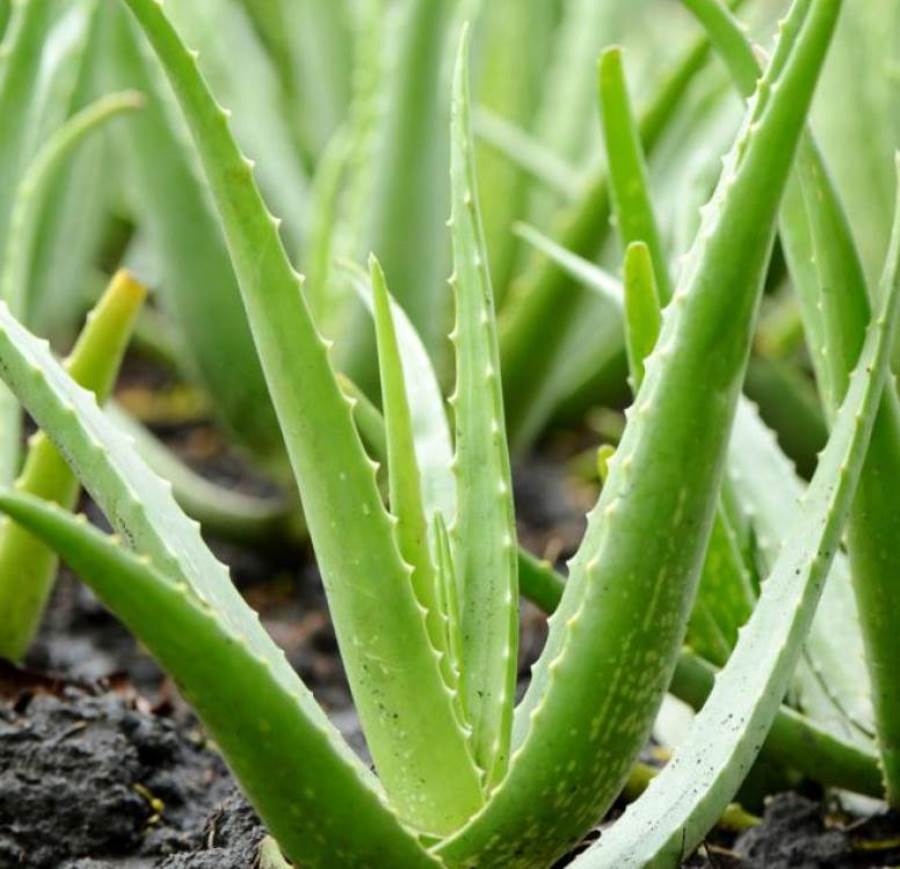  استخدامات للصبار للعناية بالبشرة والشعر.. تعرفى عليها