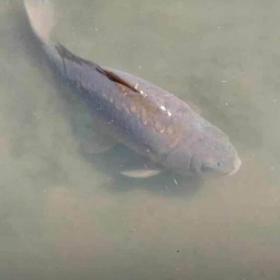 رئيس زامبيا ينعي "سمكة" ويعلن حالة الحداد .. إليك التفاصيل